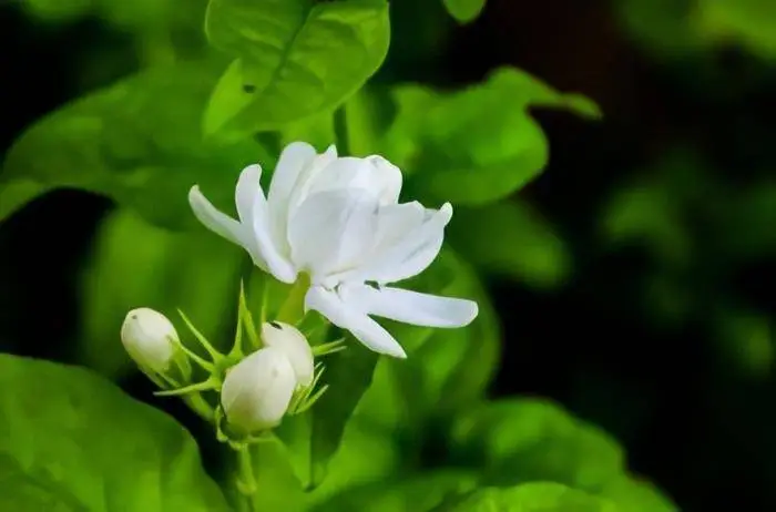 flora