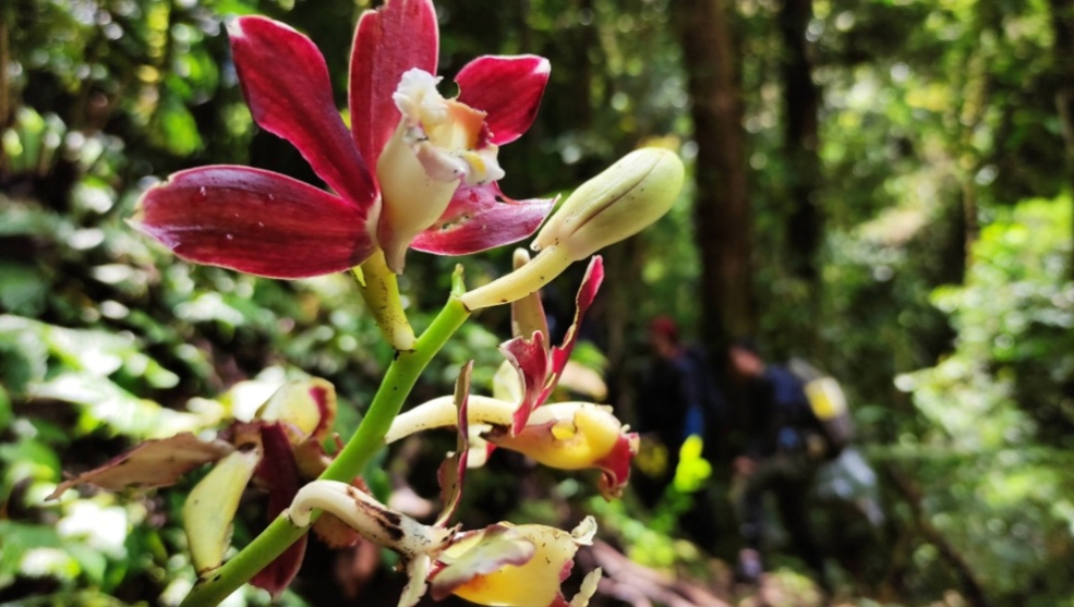 Flora Tropis