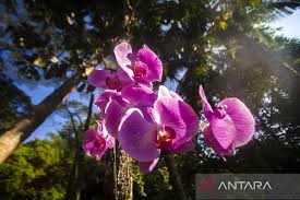 Kelestarian Flora