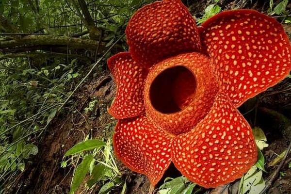 Mempelajari Flora Endemik