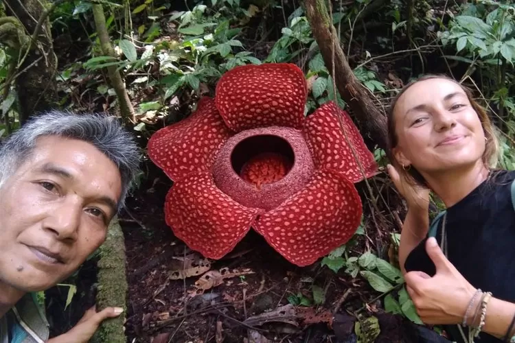 Rafflesia sp. Bengkulu